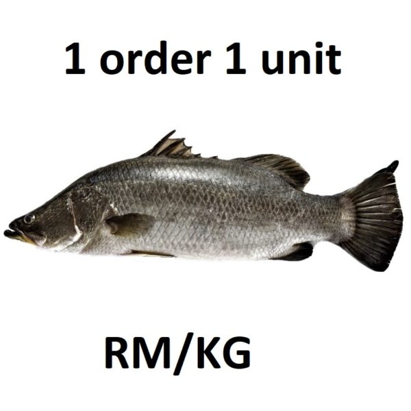 Harga ikan siakap 1kg